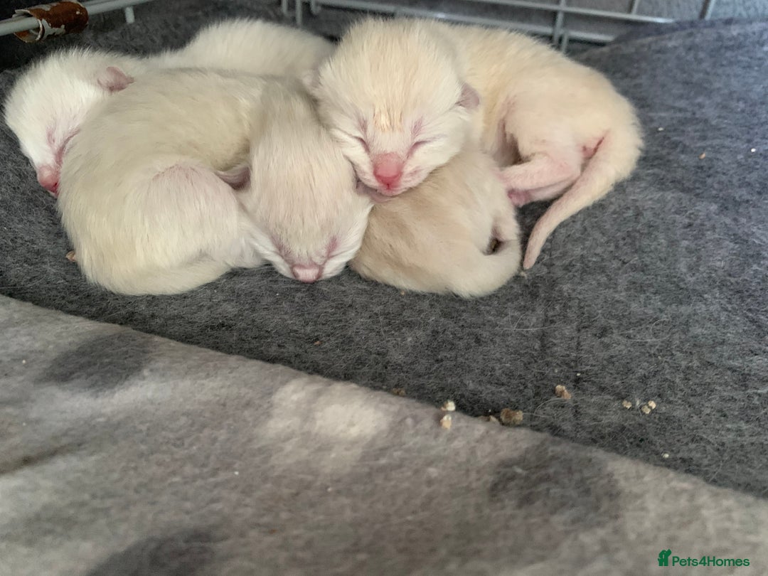 Ragdoll cats for sale: Half breed Ragdoll female kitten available  - Image 20