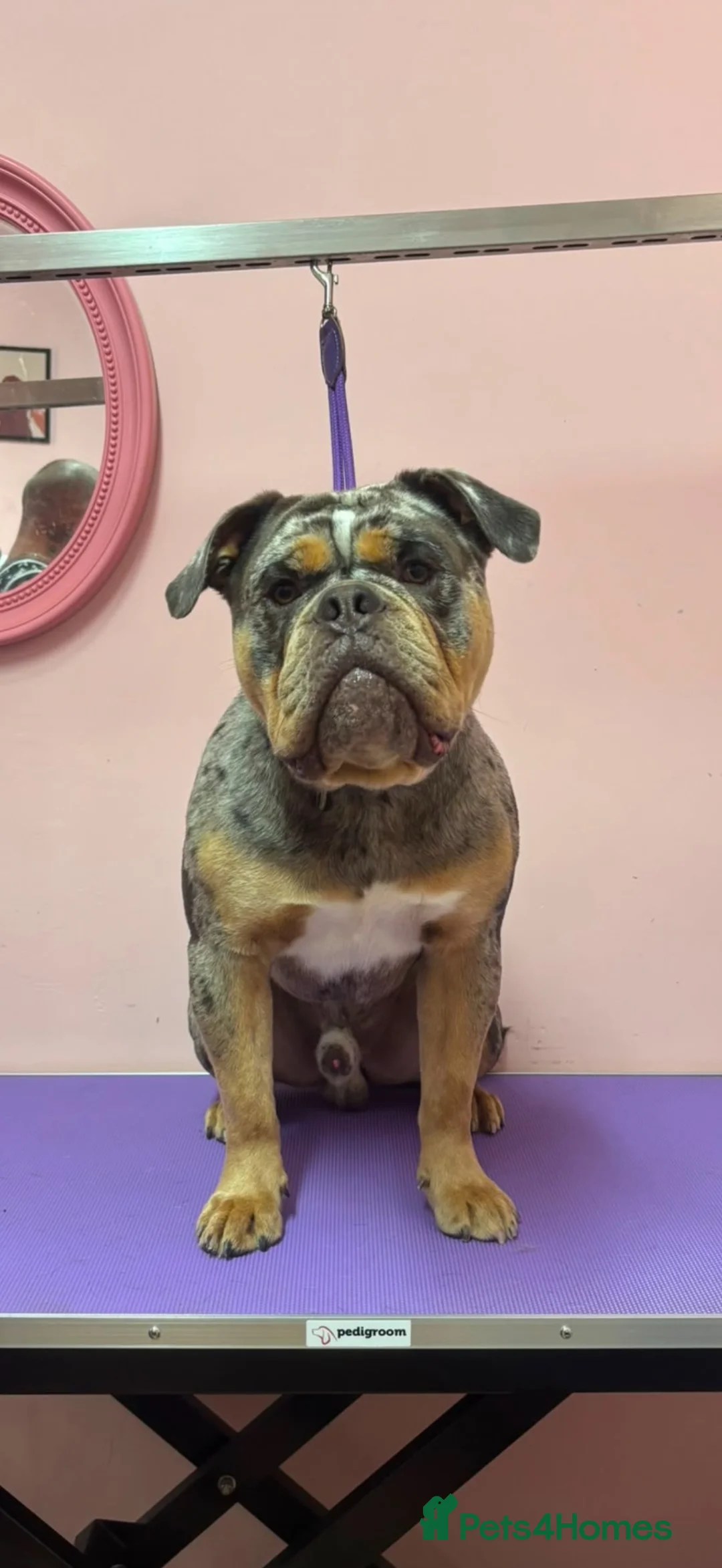 Olde English Bulldogge dogs for sale: 🚨🔥 ⚠️ FINAL 2 — HUGE PRICE REDUCTION —READY NOW! - Advert 2