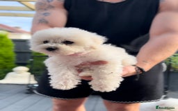 Bichon Frise dogs for sale: Beautiful Bichon Frise only 1 available  - Image 11