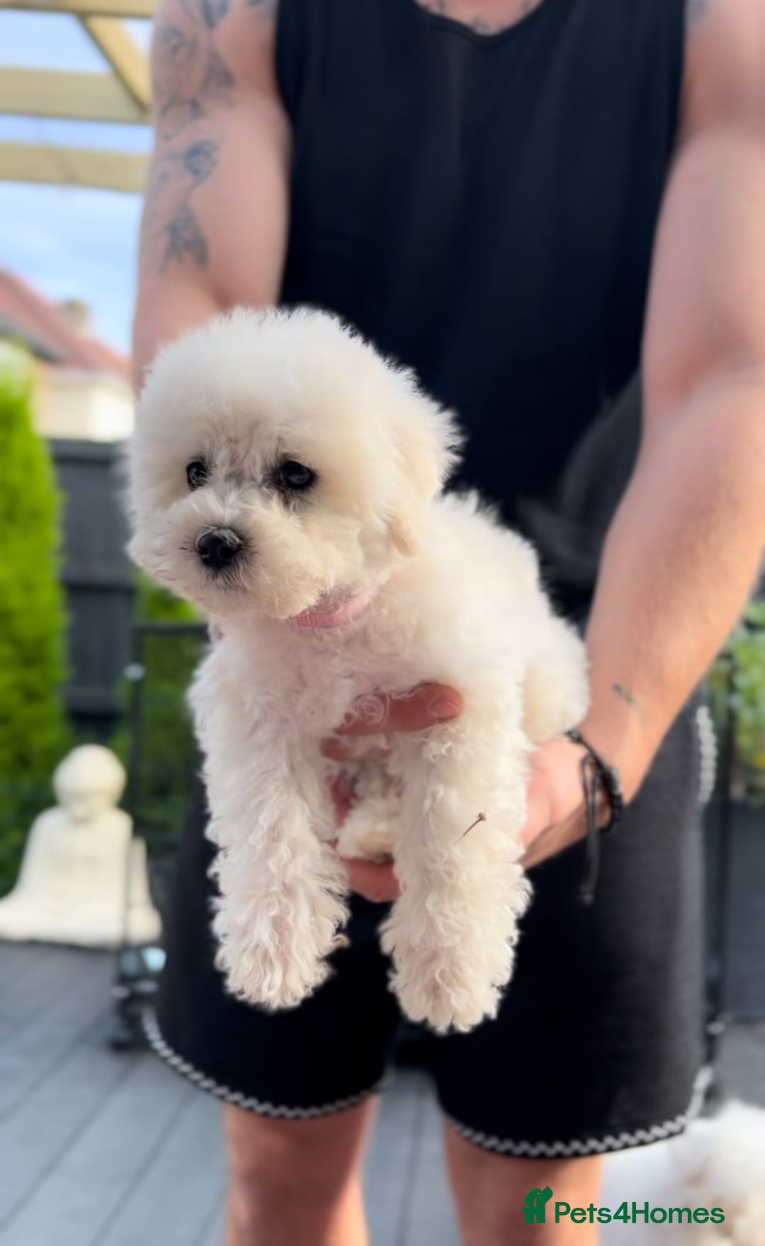 Bichon Frise dogs for sale: Beautiful Bichon Frise only 1 available  - Image 11