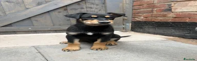 Mixed Breed Puppy 2