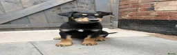 Mixed Breed dogs for sale: Dobermann x husky puppies - Advert 4