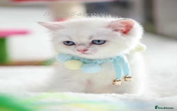 British Shorthair cats for sale: British shorthair Pedigree Neutered  - Image 16