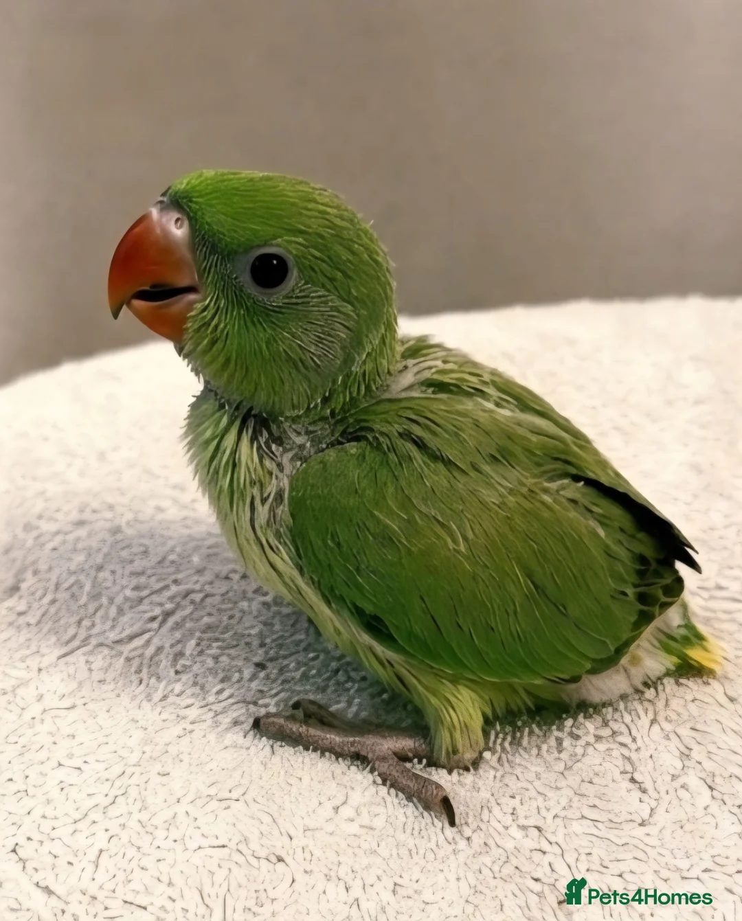 Ringnecks birds for sale: Hand tamed Ringneck babies  - Advert 3