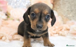 Miniature Dachshund dogs for sale: KC Registered Miniature Dachshund Puppies - Image 20