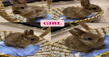 Netherland Dwarf rabbits - Advert 1