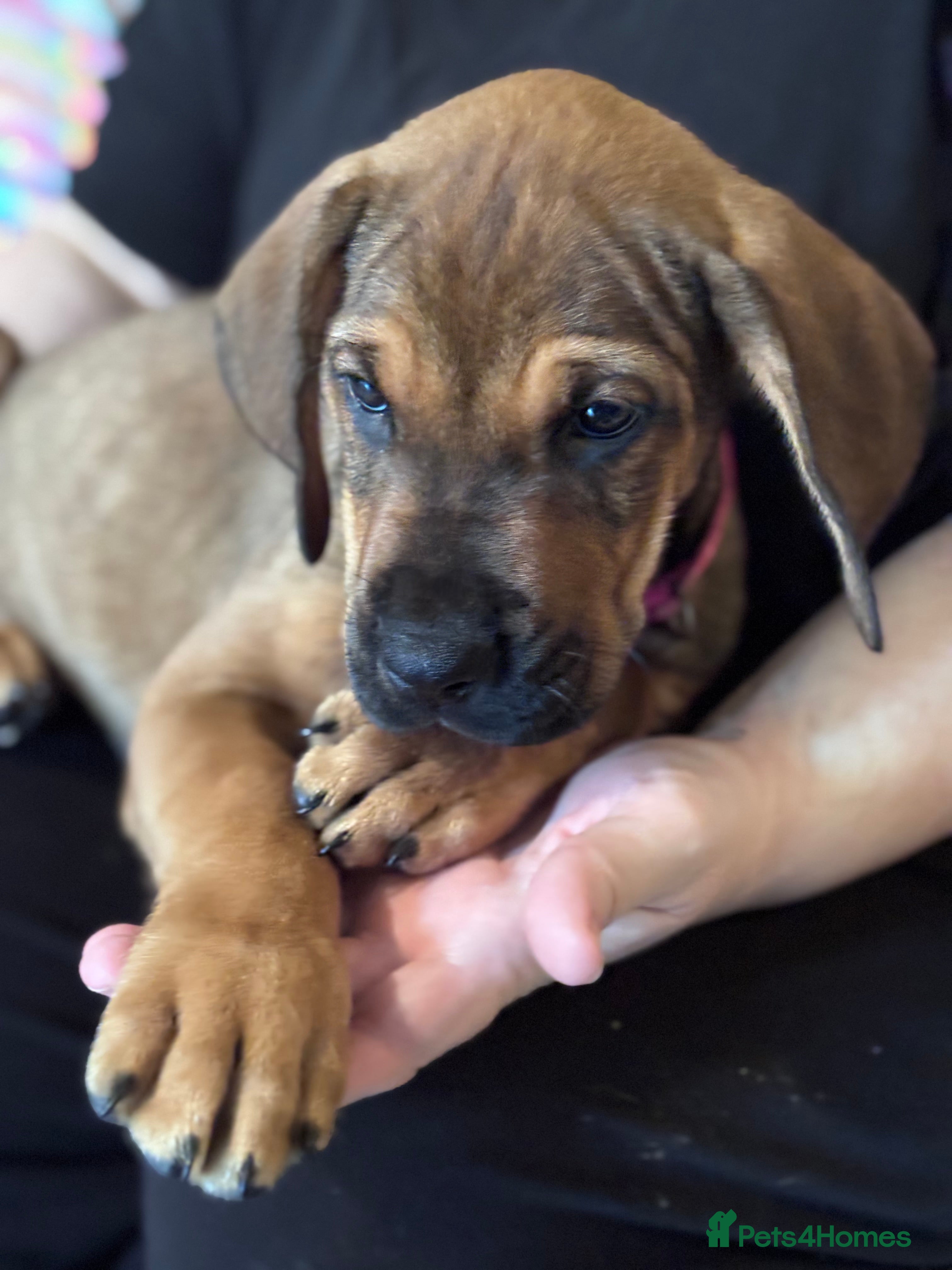 Mixed Breed dogs READY TO LEAVE NOW!! Great Rottie Puppies - Advert 4