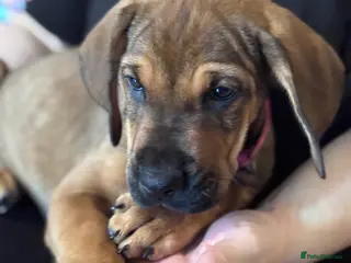Mixed Breed dogs READY TO LEAVE NOW!! Great Rottie Puppies - Advert 4