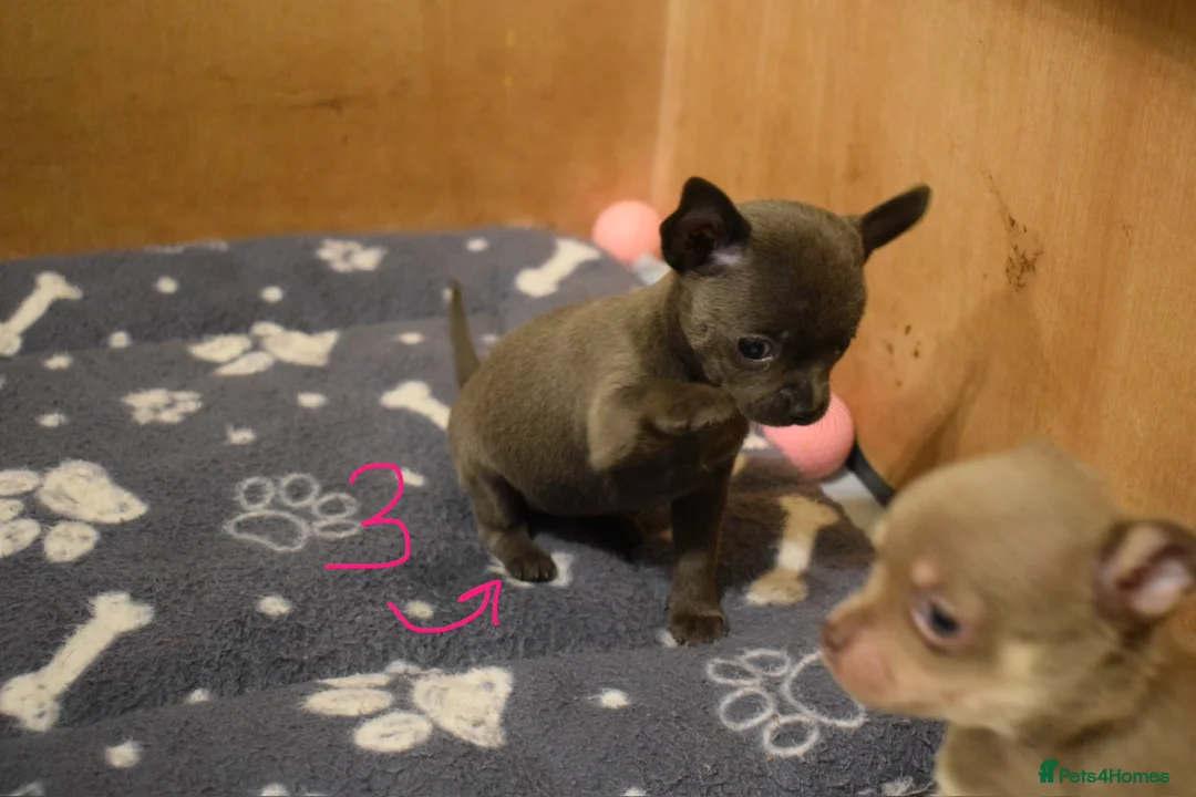 Chihuahua dogs for sale: KC Reg short-hair Chihuahua apple-headed puppies - Advert 25