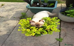 Ragdoll cats for sale: 10 month old chocolate point ragdoll - Image 2