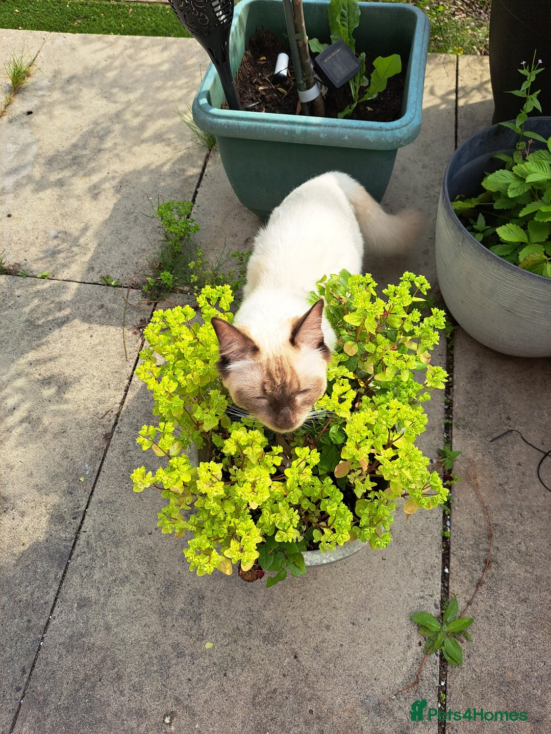 Ragdoll cats for sale: 10 month old chocolate point ragdoll - Image 2