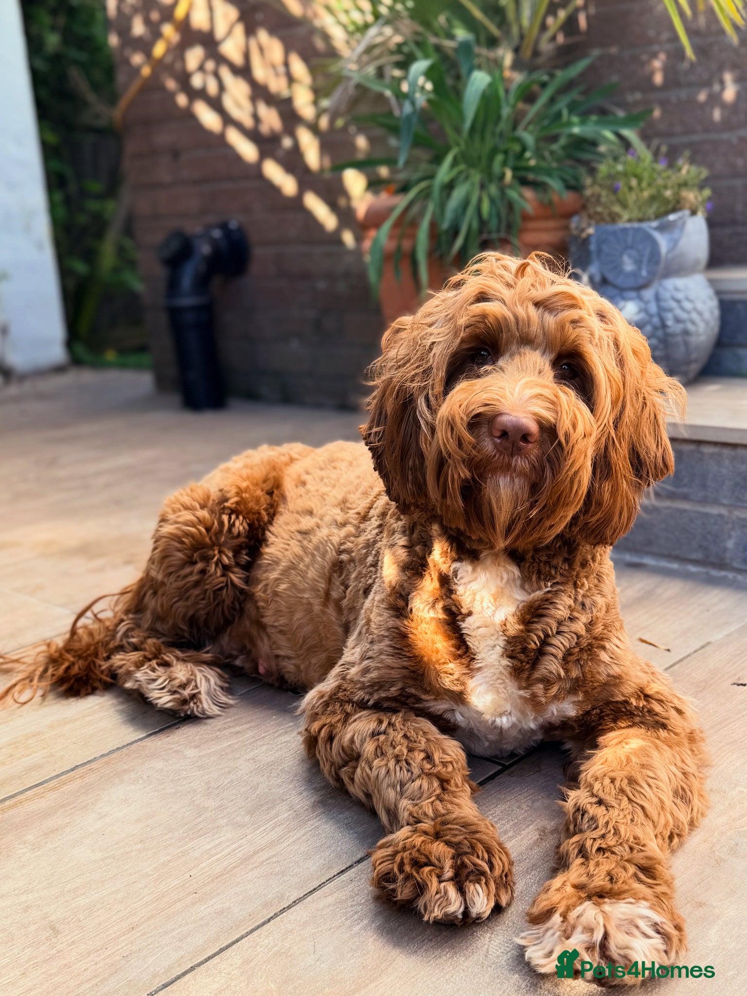 Australian Labradoodle dogs 100% WALA registered Australian Labradoodles - Advert 5