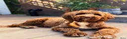 Australian Labradoodle dogs for sale: 100% WALA registered Australian Labradoodles - Advert 1