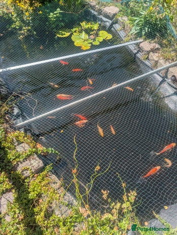 Goldfish fish - Advert 10