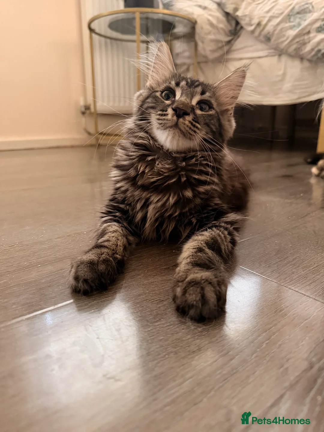Maine Coon cats for sale: Xl Maine coons for sale  - Advert 2