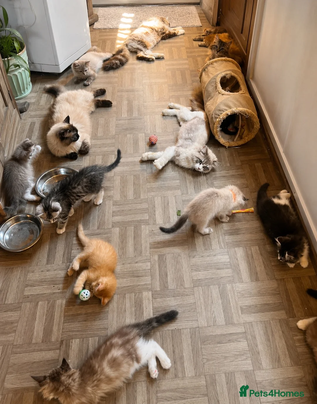 Ragdoll cats for sale: Ragdoll & Ragdoll cross kittens - Advert 20