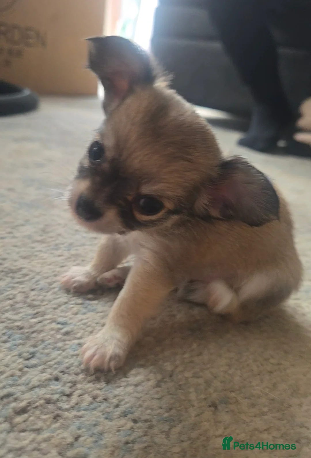 Chihuahua dogs for sale: Adorable Tiny Chihuahua Puppies Ready Soon - Advert 2