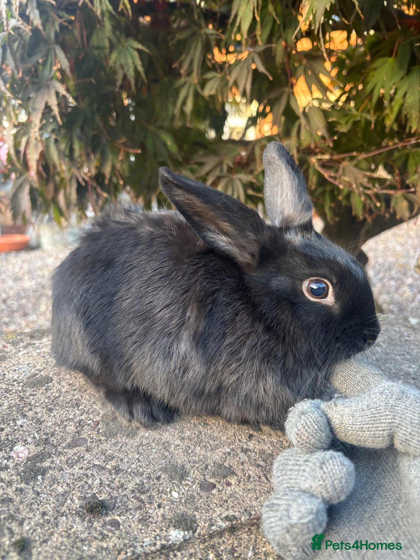 Mixed Breed rabbits for sale: 1 black self mini lop cross female - Advert 2