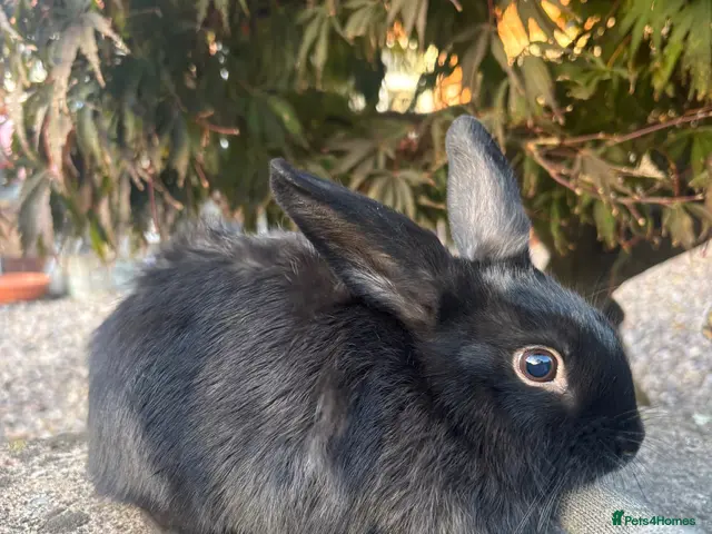 Mixed Breed rabbits for sale: 1 black self mini lop cross female - Advert 2