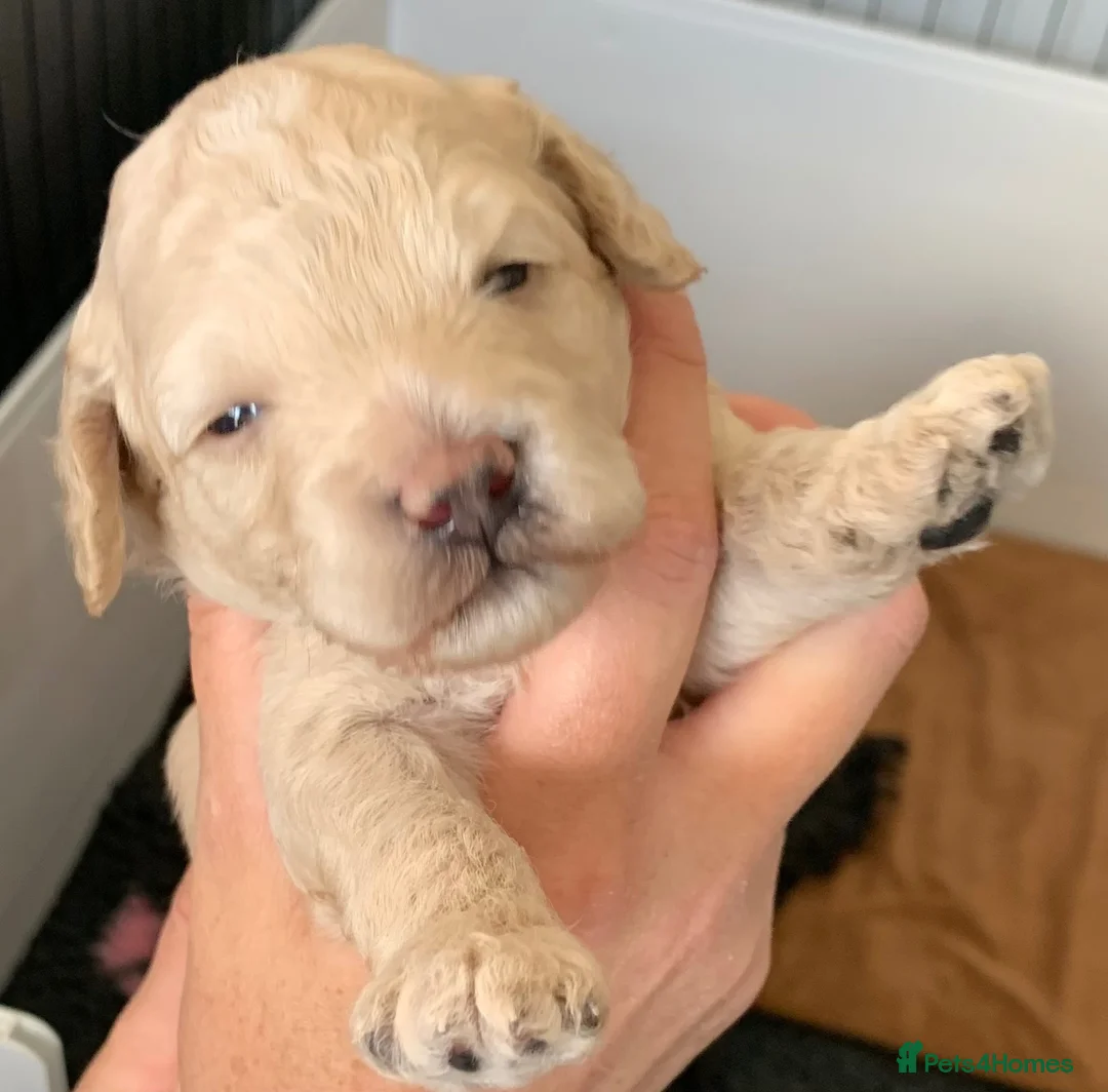 Cavapoochon dogs for sale: F1b Cavapoochon puppies x2  - Advert 1