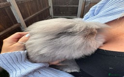 Mini Lion Lop rabbits for sale: 2 male mini lion lop bunnies  - Image 5