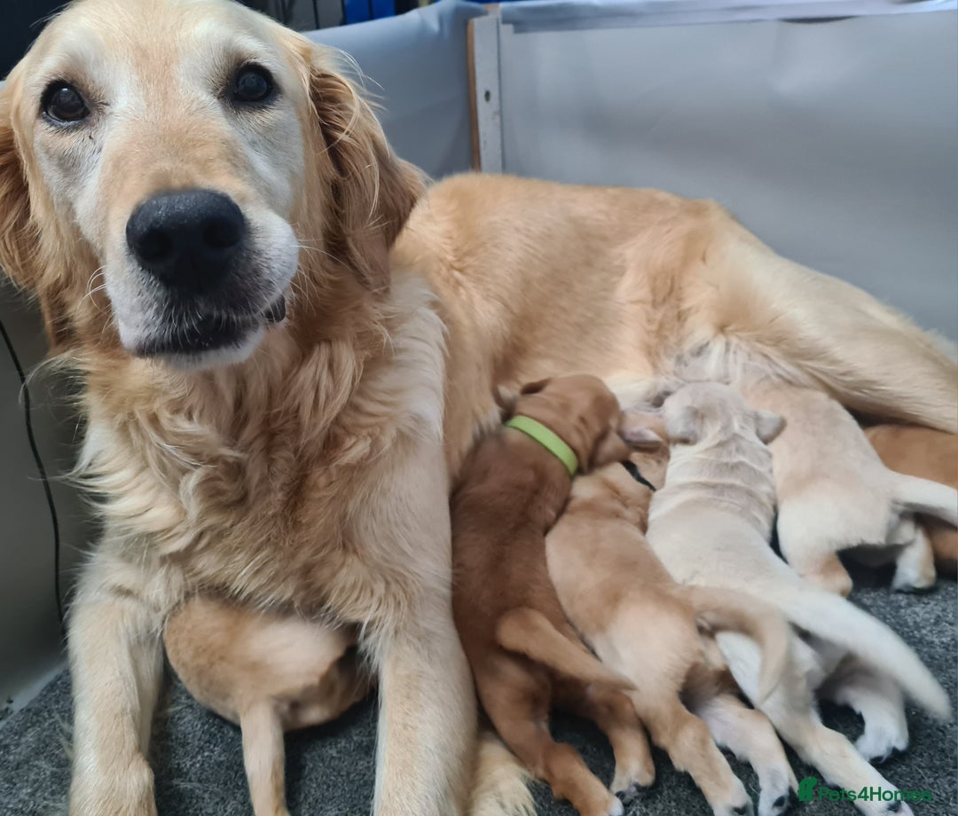 Golden Retriever dogs for sale: Golden Retriever puppies - Image 8
