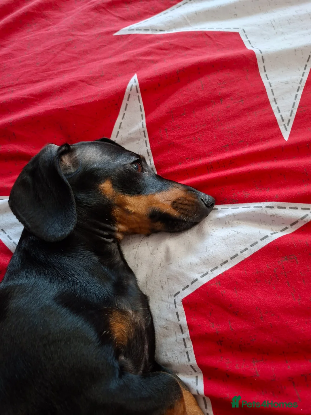 Miniature Dachshund dogs for sale: Mabel - Advert 3