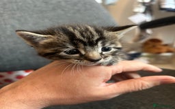 Mixed Breed cats for sale: ✨ Kittens for Sale ✨ - Image 6