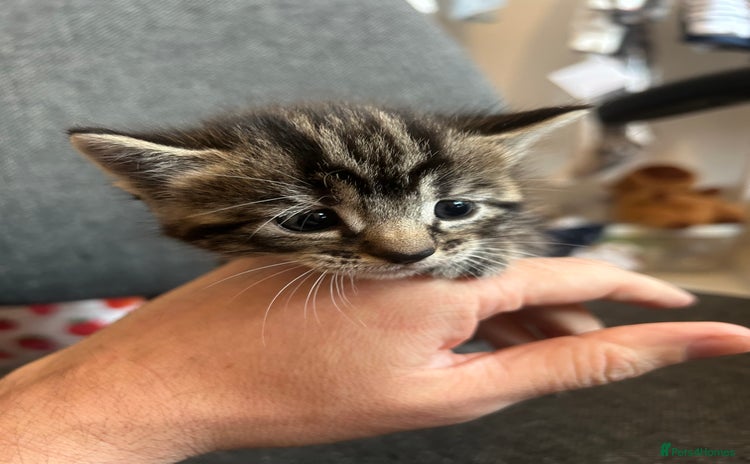 Mixed Breed cats for sale - Advert 1