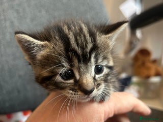 Mixed Breed cats - Advert 11