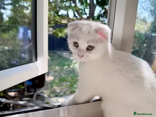 Scottish Fold cats Scottish Fold & Straight kittens - Advert 3