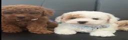 Maltipoo dogs for sale: 🐶 3 Gorgeous Toy Maltipoo Puppies For Sale 🐶 - Advert 4