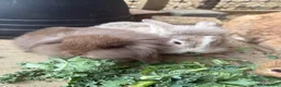 Mini Lion Lop rabbits for sale: Mini lion lop baby bunnies looking for homes  - Advert 8