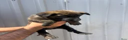 Belgian Shepherd Dog dogs for sale: Chunky WORKING LINE BELGIAN MALINOIS PUPPYS - Advert 8