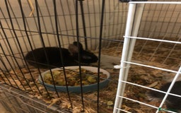 Netherland Dwarf rabbits for sale: Baby rabbits  - Image 2