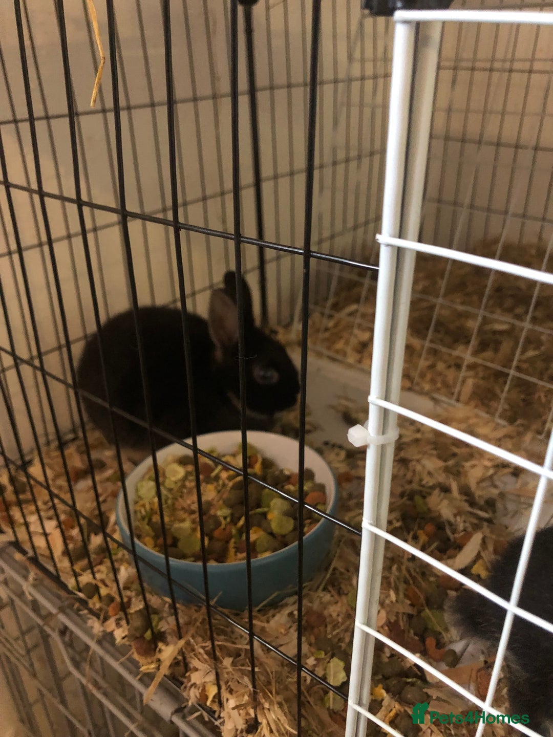 Netherland Dwarf rabbits for sale: Baby rabbits  - Image 2