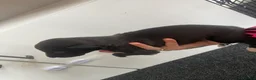 Greyhound dogs for sale: Grayhound x bullmastiff  - Advert 12
