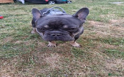 French Bulldog dogs for sale: French bulldog Teddy needs a new home - Image 1