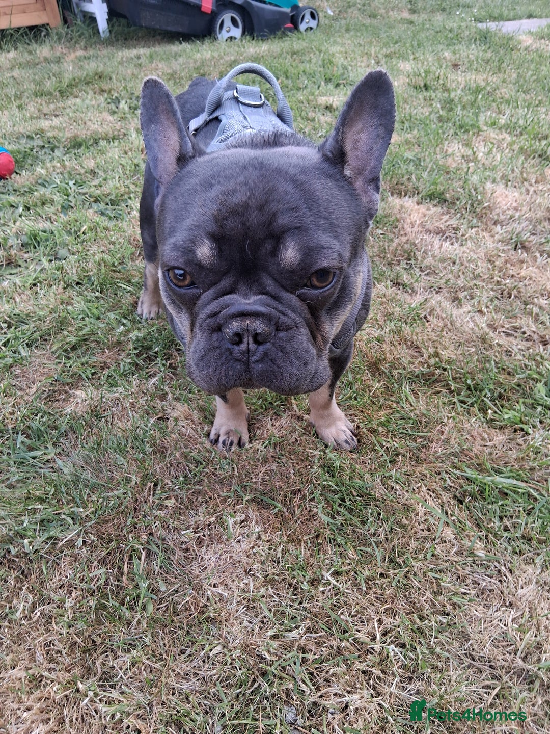 French Bulldog dogs for sale: French bulldog Teddy needs a new home - Image 1
