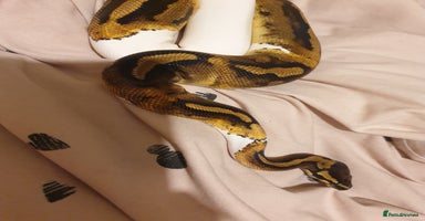 Python Snake reptiles - Advert 4