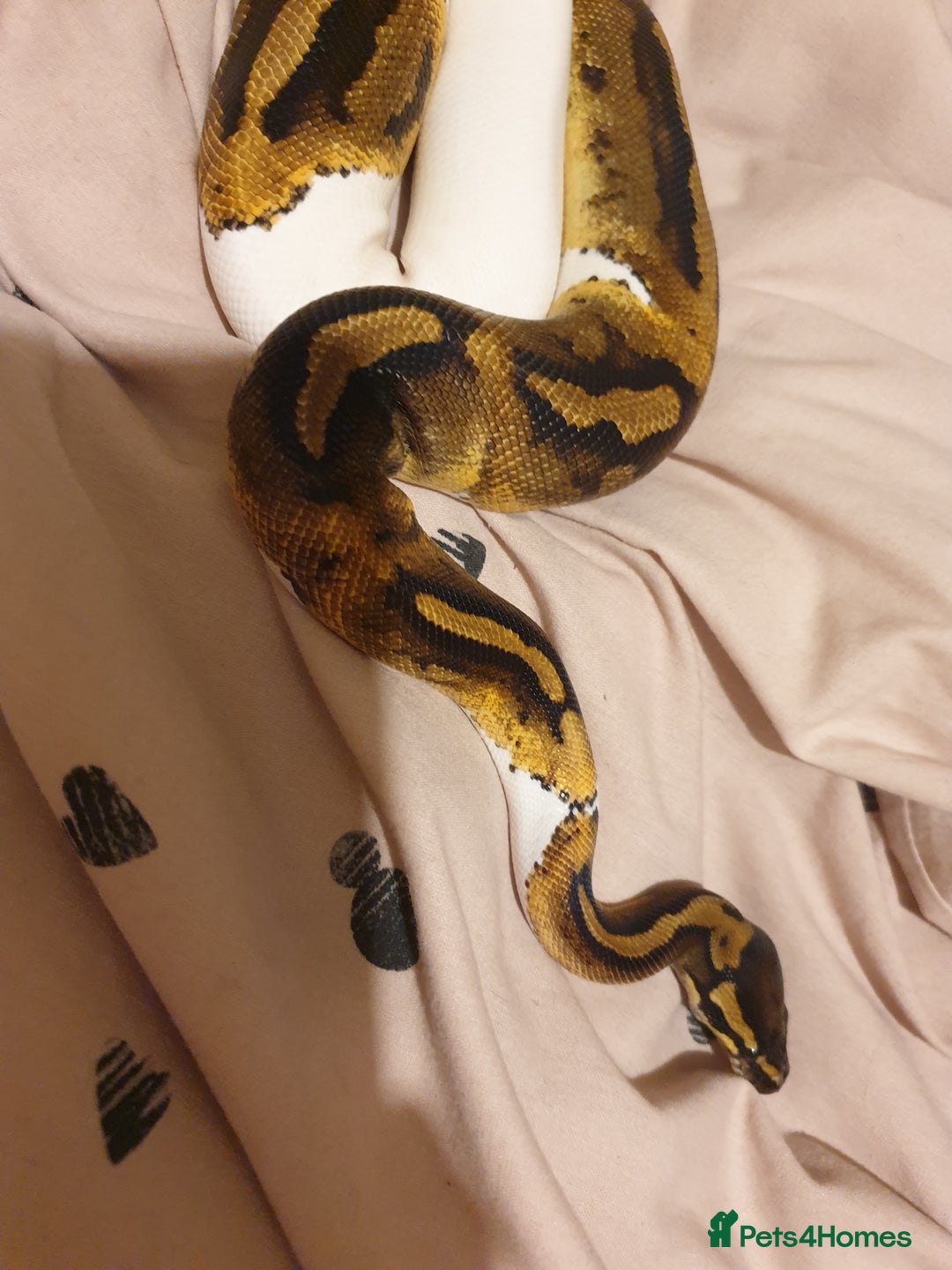 Python Snake reptiles for sale: Leopard Pied Male Royal Python plus full setup - Image 3