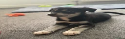 Mixed Breed dogs for sale: Beautiful Male huskador in Chorley - Advert 5