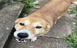 Mixed Breed dogs for adoption: Meet Wilson, currently residing in Ormskirk  - Image 2
