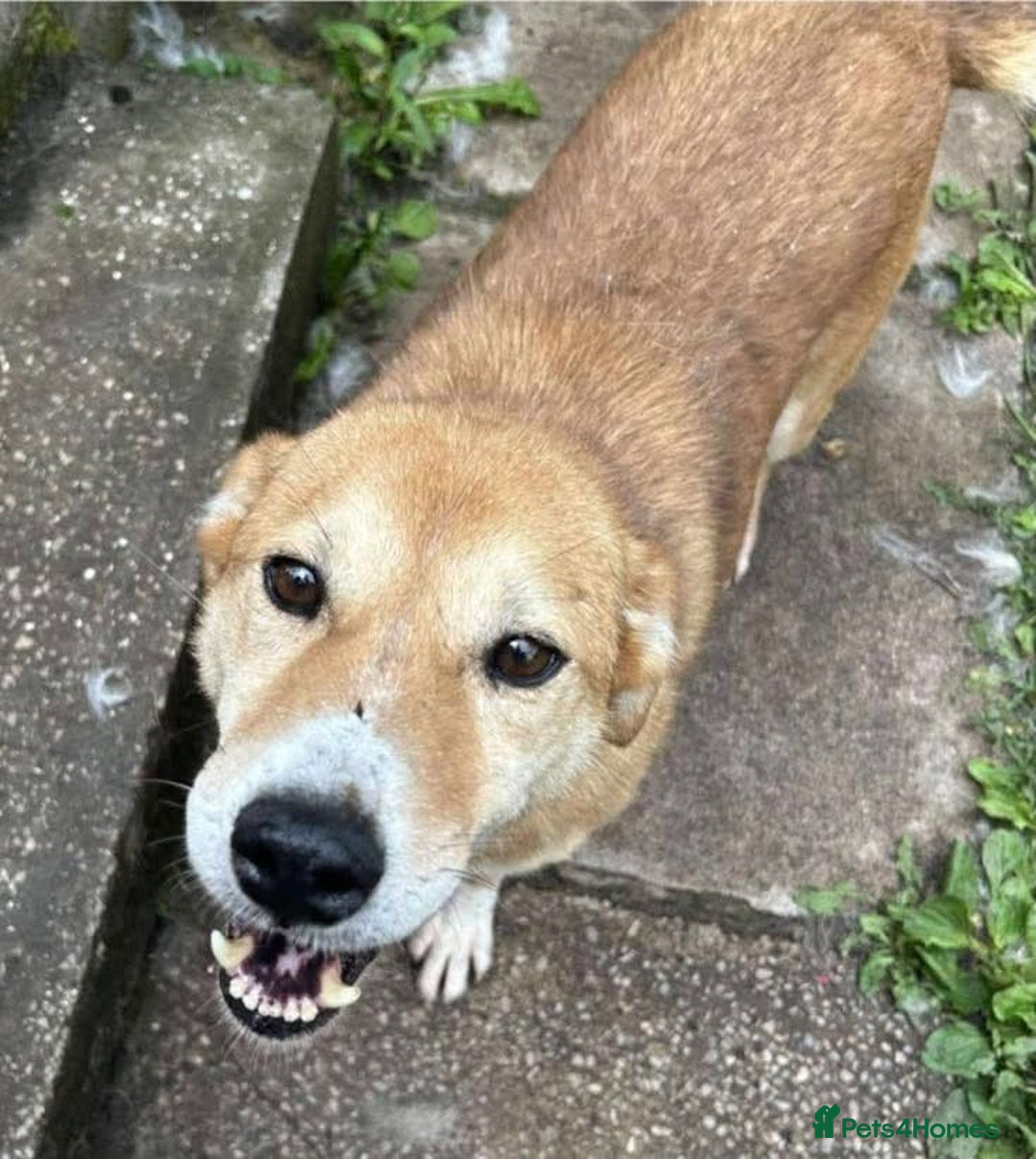 Mixed Breed dogs for adoption: Meet Wilson, currently residing in Ormskirk  - Image 2