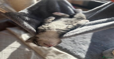 Mixed Breed cats - Advert 14