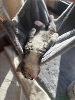 Mixed Breed cats - Advert 14