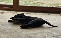 Borador dogs for sale: Black Collie X Labrador Ready to leave 26th Oct - Image 10