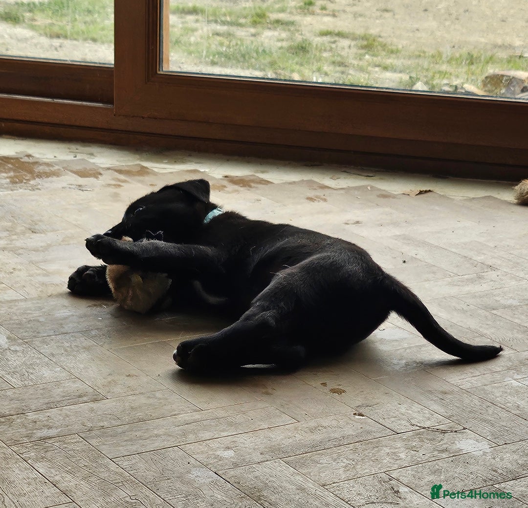 Borador dogs for sale: Black Collie X Labrador Ready to leave 26th Oct - Image 10