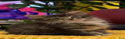 Maine Coon cats for sale: Three adorable Maine Coon Kittens For Sale  - Advert 13