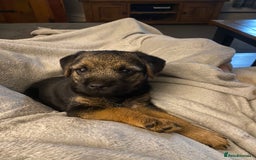 Border Terrier dogs for stud: Benji, boarder terrier stud dog  - Image 14